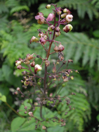 Scrophularia nodosa <br>WOODLAND FIGWORT