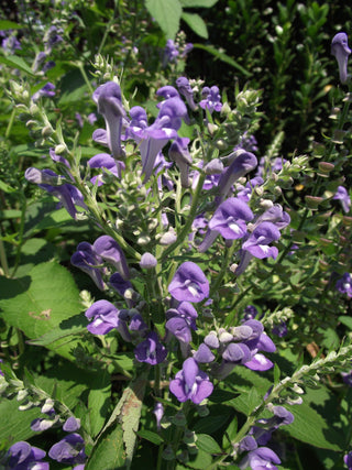 Scutellaria incana <br>DOWNY SKULLCAP, HOARY SKULLCAP