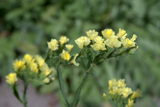 Limonium bonduelii <br>YELLOW GOLD STATICE