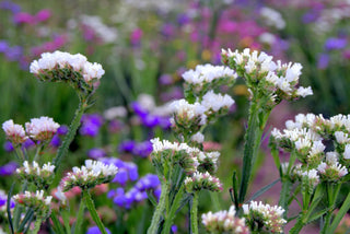 Limonium sinuatum <br>STATICE QIS WHITE