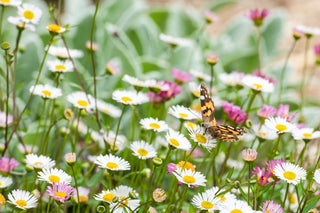 Erigeron karvinskianus <br>MEXICAN FLEABANE