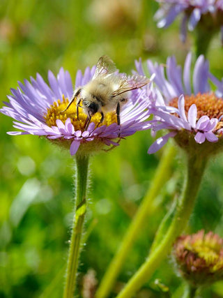 Erigeron glaucus <br>PINK BEACH ASTER, SEASIDE DAISY