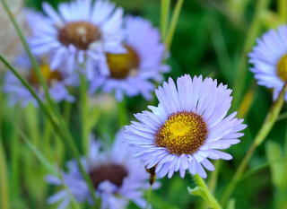 Erigeron glaucus <br>BLUE BEACH ASTER