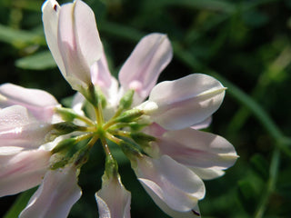 Securigera varia <br>CROWNVETCH, PURPLE CROWN VETCH