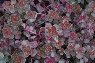 Sedum spurium <br>RED SEDUM 'VOODOO'