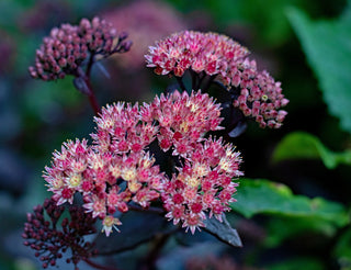 Sedum <br>PURPLE EMPEROR STONECROP