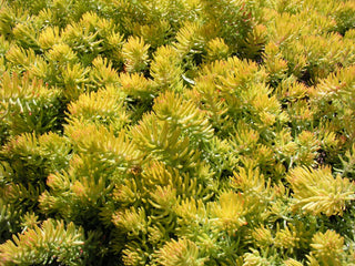 Sedum reflexum <br>BLUE SPRUCE STONECROP