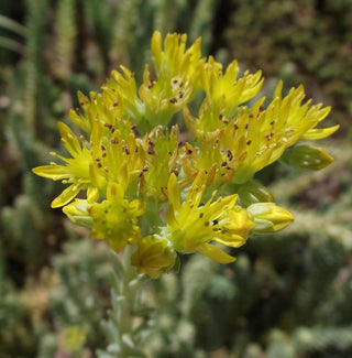 Sedum reflexum <br>BLUE SPRUCE STONECROP
