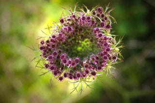 Daucus carota <br>PURPLE QUEEN ANNE'S LACE