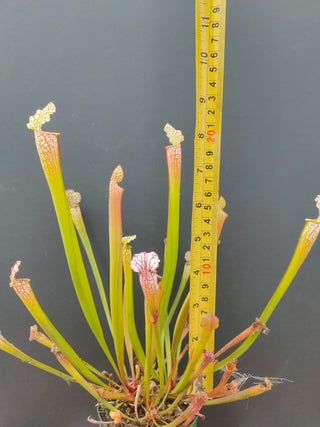Sarracenia leucophylla <br>PITCHER PLANT SEEDLINGS MIX <br>3 LIVE PLANTS