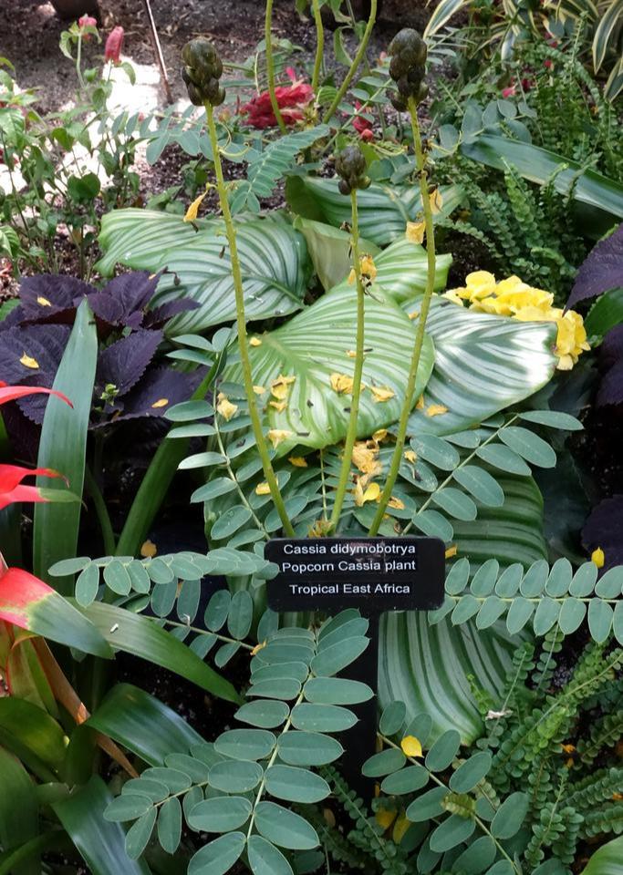 cassia popcorn plant seeds Cassia didymobotrya WILD SENNA – Ferri Seeds