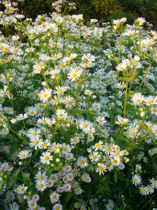 Aster ericoides <br>HEATH ASTER