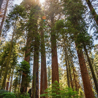 REDWOOD, CALIFORNIA COASTAL REDWOOD <br>Sequoia sempervirens