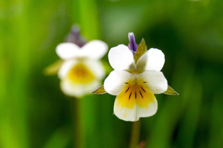 Viola arvensis <br>EUROPEAN FIELD PANSY
