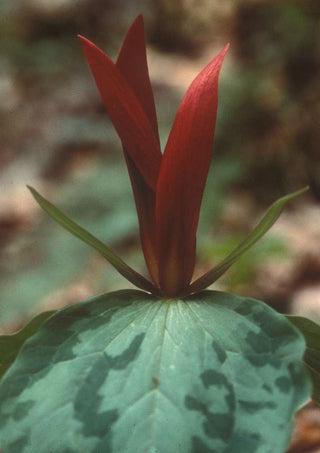 Trillium chloropeltalum <br>RED TRILLIUM