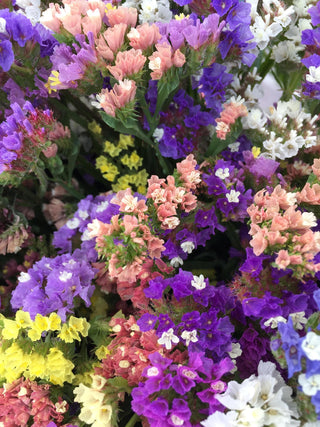 Limonium sinuatum <br>STATICE MIX