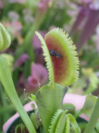 Dionaea muscipula <br>VENUS FLYTRAP 'SHARK TEETH' x OP
