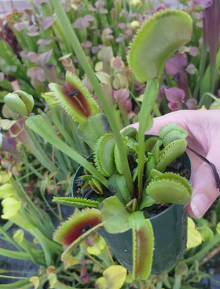 Dionaea muscipula <br>VENUS FLYTRAP 'SHARK TEETH' x OP
