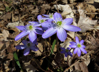 Hepatica acutiloba <br>SHARP LOBED HEPATICA, LIVERWORT