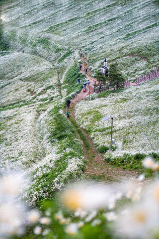 Chrysanthemum <br>SHASTA DAISY ALASKA'