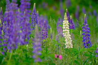 Lupinus perennis <br>WILD LUPIN, SUNDIAL LUPIN