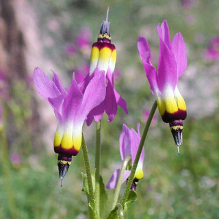 Dodecatheon clevelandii <br>NATIVE PADRE'S SHOOTING STAR