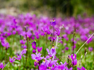 Dodecatheon amethystinum <br>AMETHYST SHOOTING STAR