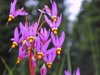 Dodecatheon pulchellum <br>SHOOTING STAR 'RED WINGS'