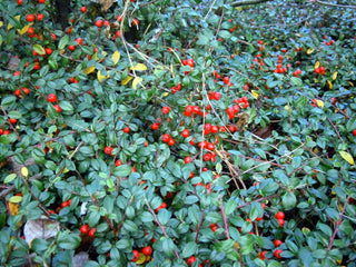 Gaultheria procumbens <br>WINTERGREEN AMERICAN, CHECKERBERRY, TEABERRY, BOXBERRY