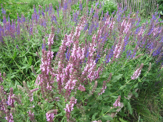 Salvia nemorosa <br>SAGE WOODLAND 'ROSE QUEEN'