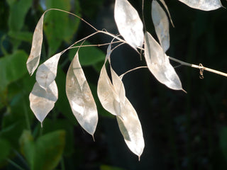 Lunaria rediviva <br>PERENNIAL HONESTY