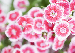 Lychnis coronaria oculata <br>ROSE CHAMPION 'ANGEL'S BLUSH' Red, Pink & White