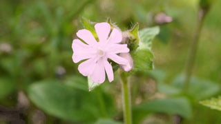 Silene sieboldii <br>SIEBOLD'S CATCHFLY