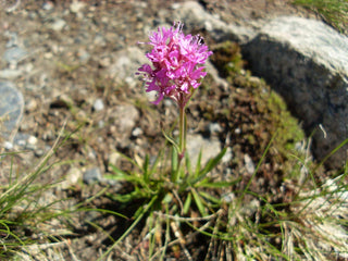 Lychnis alpina, Silene suecica <br>ALPINE CATCHFLY