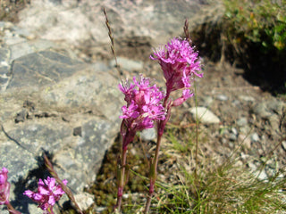 Lychnis alpina, Silene suecica <br>ALPINE CATCHFLY