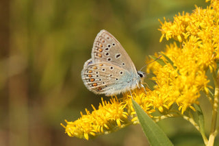 Solidago nemoralis <br>GRAY PRAIRIE GOLDENROD