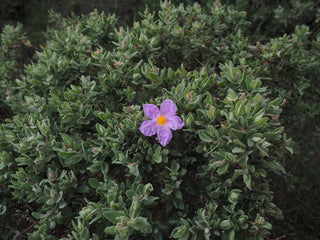 Cistus incanus tauricus <br>TAURIC ROCK ROSE, HOARY ROCK ROSE