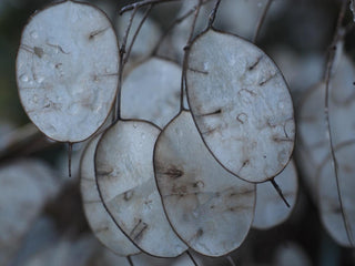 Lunaria annua <br>MONEY PLANT, SILVER DOLLAR MIX