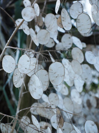 Lunaria annua <br>MONEY PLANT, SILVER DOLLAR MIX