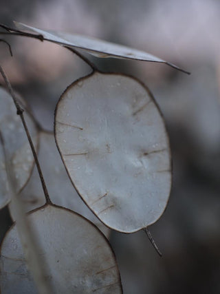 Lunaria annua <br>MONEY PLANT, SILVER DOLLAR PINK