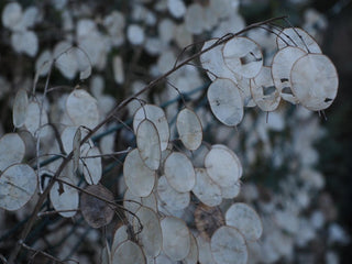 Lunaria annua <br>MONEY PLANT, SILVER DOLLAR MIX