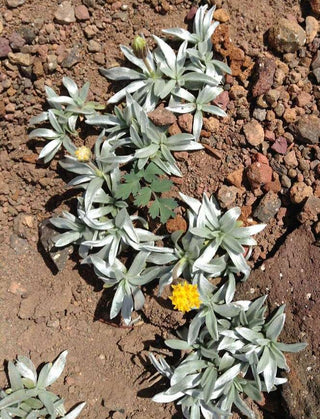 Eriophyllum lanatum <br>WOOLLY SUNFLOWER