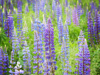 Lupinus perennis <br>WILD LUPIN, SUNDIAL LUPIN