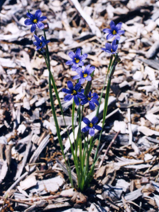 Sisyrinchium angustifolium <br>STOUT BLUE EYED GRASS