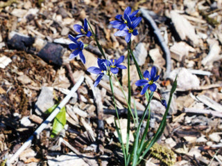 Sisyrinchium angustifolium <br>STOUT BLUE EYED GRASS