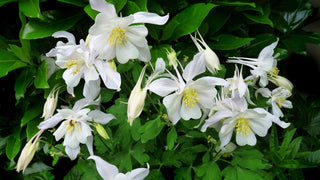 Aquilegia caerulea <br>DWARF COMPACT COLUMBINE MIX