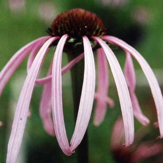 Echinacea pallida <br>PALE PURPLE CONEFLOWER