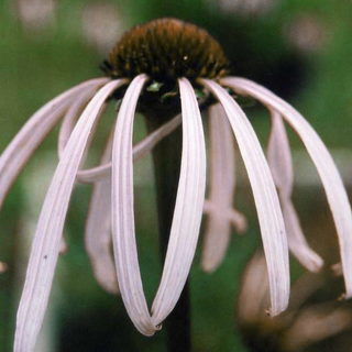 Echinacea pallida <br>CONEFLOWER WHITE