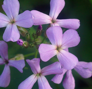 Phlox glaberrima <br>SMOOTH PHLOX, MARSH PHLOX