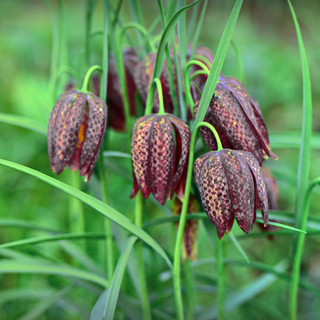 Fritillaria affinis, Fritillaria lanceolata <br>CHOCOLATE LILY, RICE GRAIN FRITILLARY